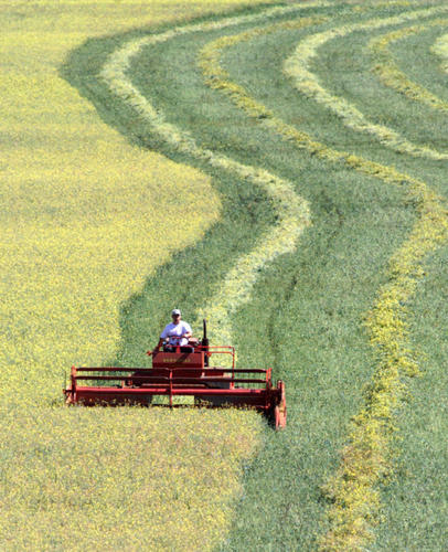 An Alberta farmer is shown harvesting his canola crop. Canola may be Canada's most valuable crop, contributing $15 billion each year to the economy. (Aug. 29, 2002)